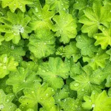 Alchemille