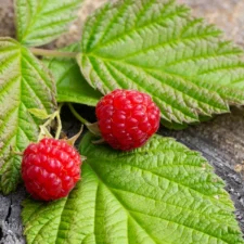 framboise