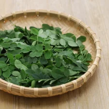 Feuilles de moringa
