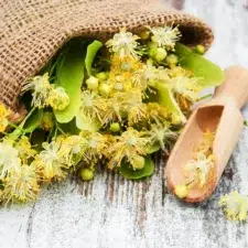 fleur de tilleul