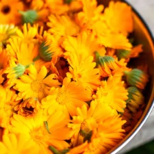 fleur de souci