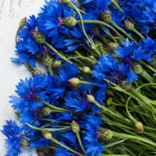 Fleurs de bleuet