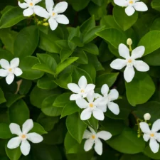 jasmin