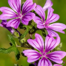 mauve