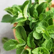menthe