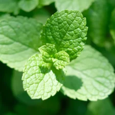 menthe poivree