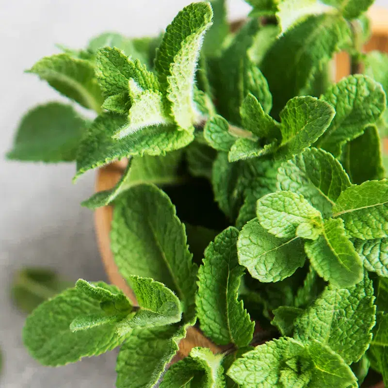 menthe