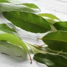 Myrte citronnée