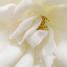 pétales de rose