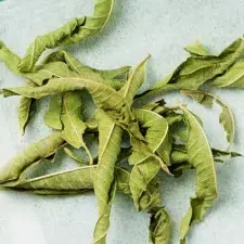 verveine