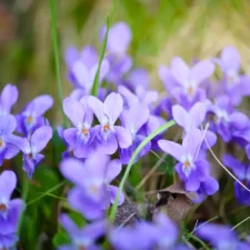 violettes