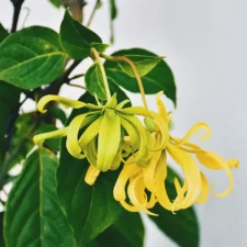 ylang ylang