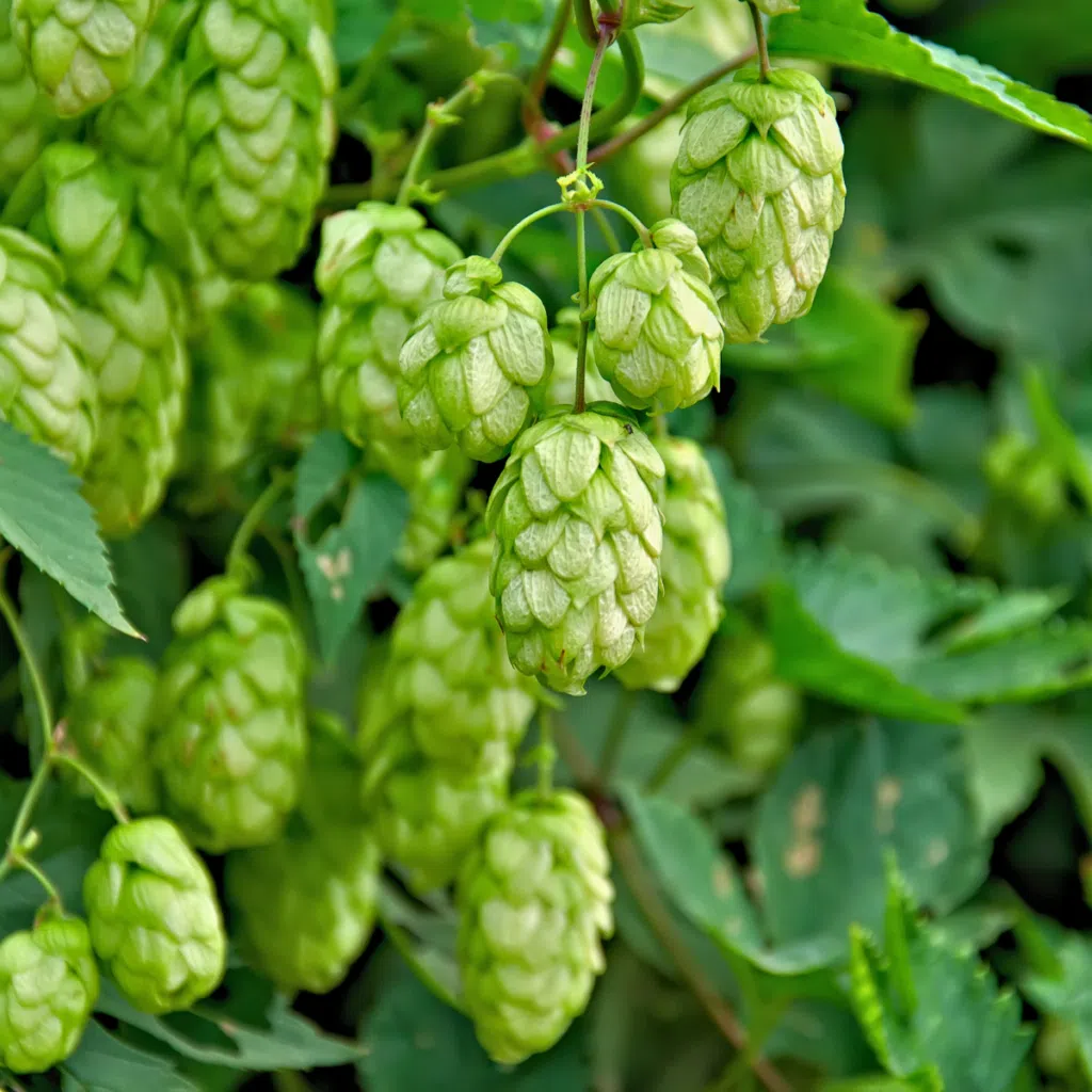 fleur de houblon