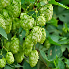 fleur de houblon