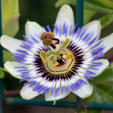 passiflore